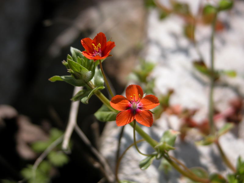 Lysimachia (=Anagallis) arvensis